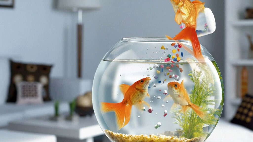 Vibrant Goldfish in Serene Fishbowl - Modern Room Wallpaper