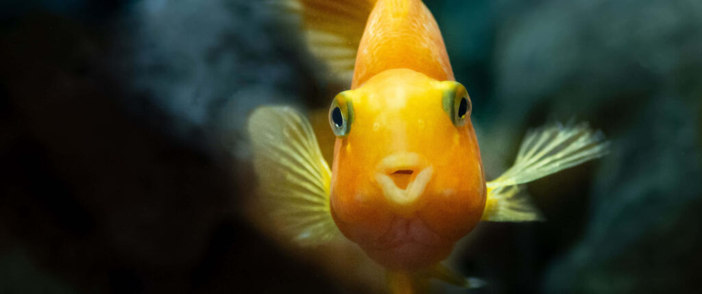 Vibrant Goldfish Wallpaper: Striking Colors & Lively Aquarium Background