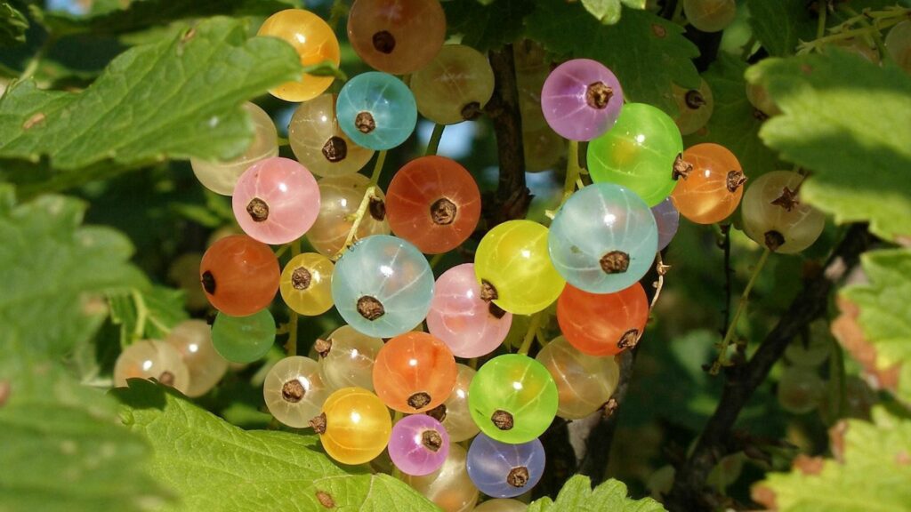 Vibrant Gooseberries Wallpaper Background on Lush Green Branch