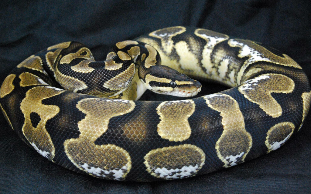 Close-Up of a Muscular Gopher Snake: Intricate Patterns & Earthy Colors Wallpaper