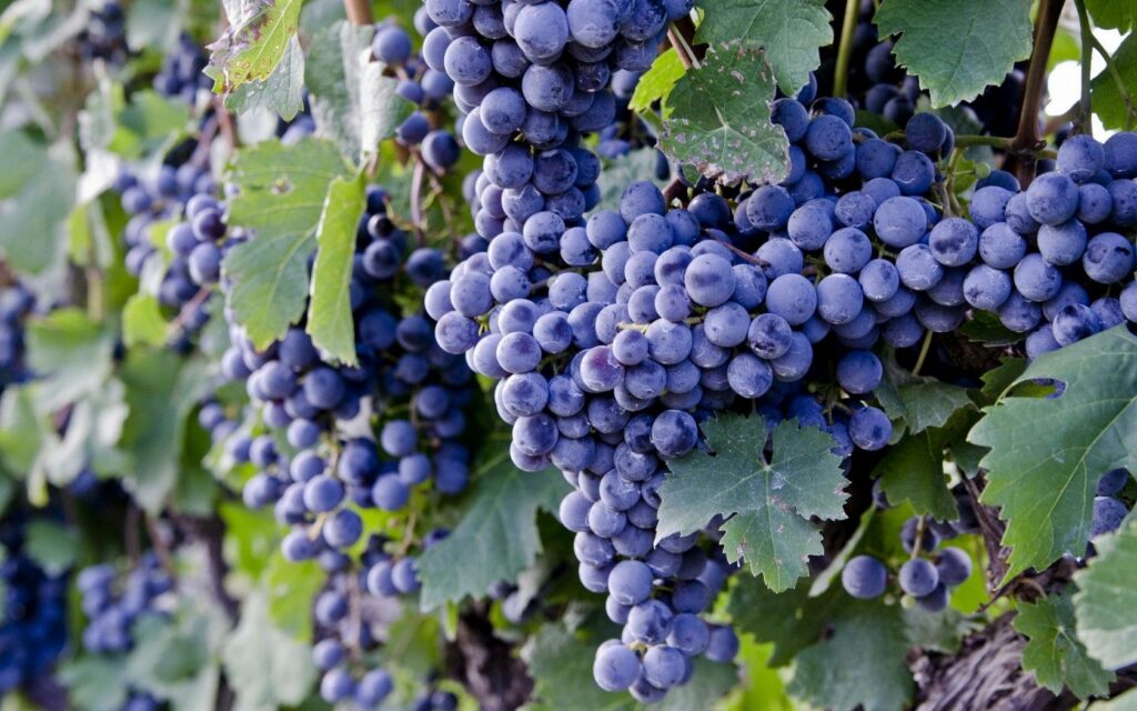 Vibrant Wallpaper: Ripe Purple Grapes & Lush Green Vines Background