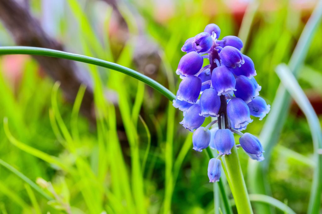Macro close-up of vibrant blue Grape Hyacinth flowers with soft green spring background wallpaper
