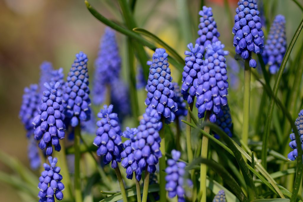 Macro close-up of vibrant blue Grape Hyacinth flowers bathed in warm natural sunlight spring wallpaper