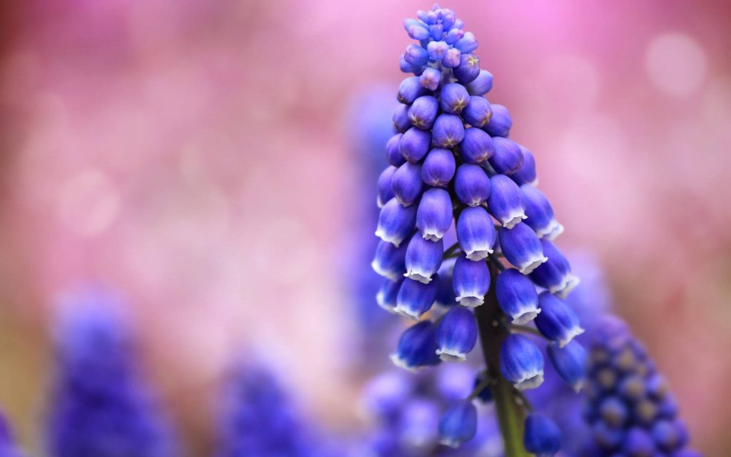 Macro shot of vibrant blue purple Grape Hyacinth blossoms with soft pink bokeh background spring wallpaper