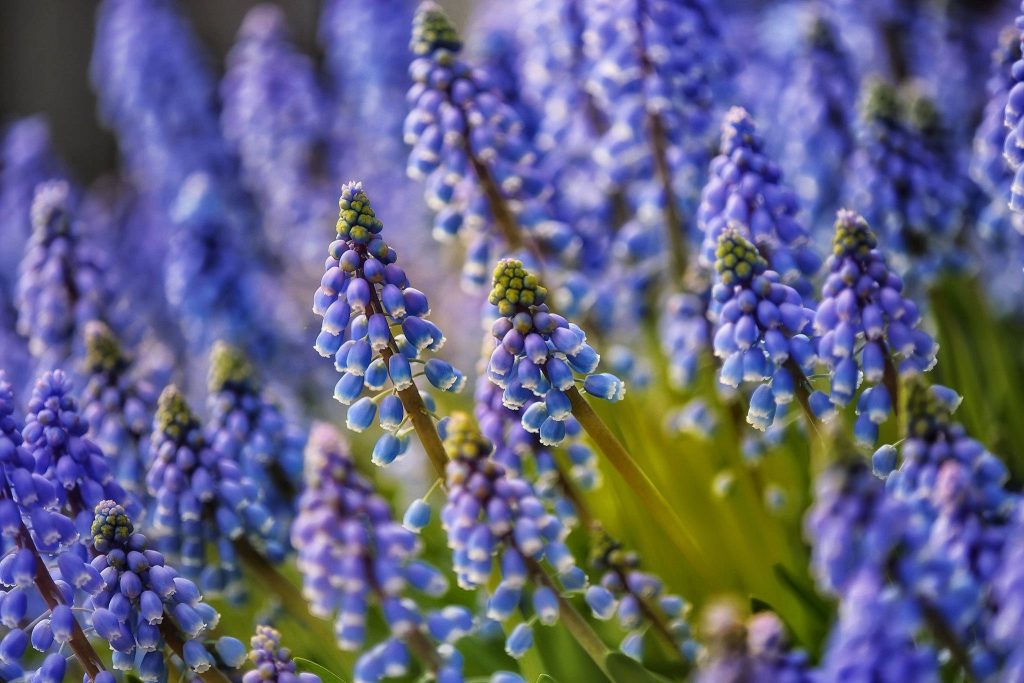 Macro close-up of vibrant violet blue Grape Hyacinths with white rims and sunlit bokeh background Wallpaper