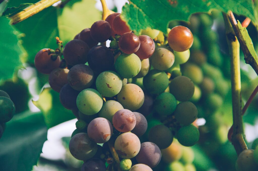Vibrant Grape Vine Wallpaper: Lush Clusters & Nature's Bounty