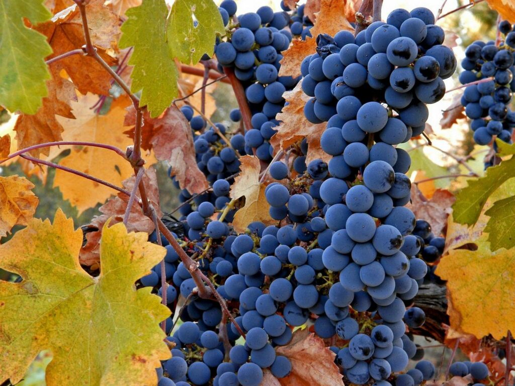 Vibrant Grape Wallpaper: Autumn Harvest Beauty with Colorful Leaves