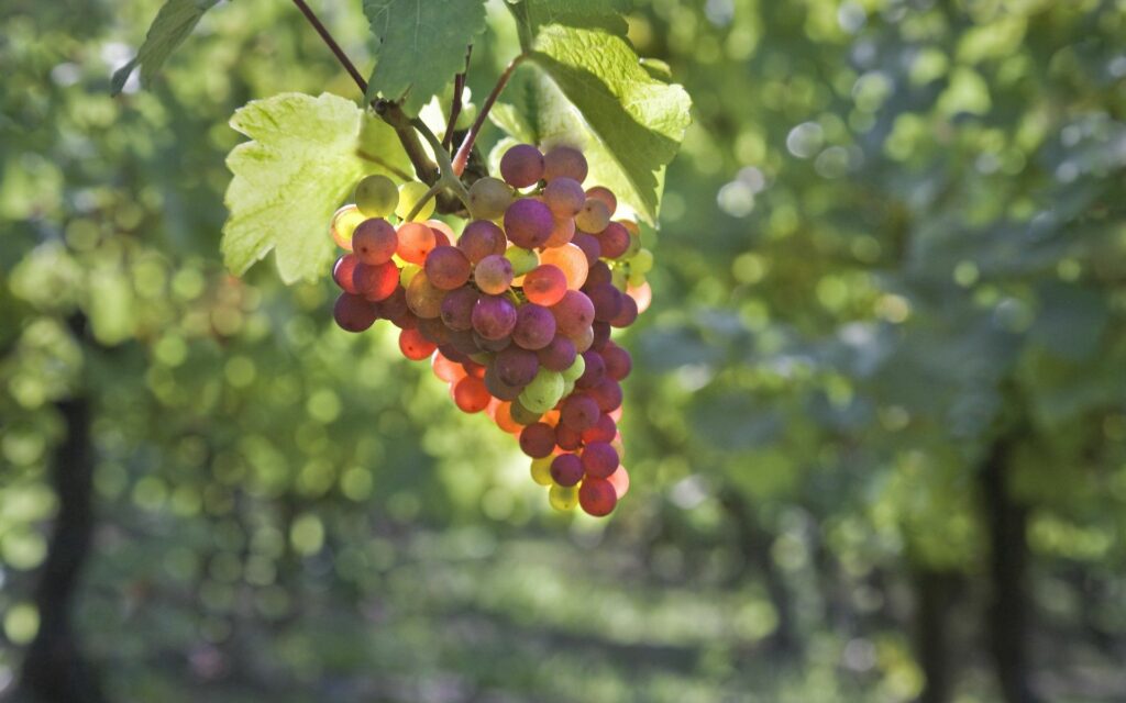 Vibrant Grape Wallpaper: Colorful Grapes & Lush Vineyard Background