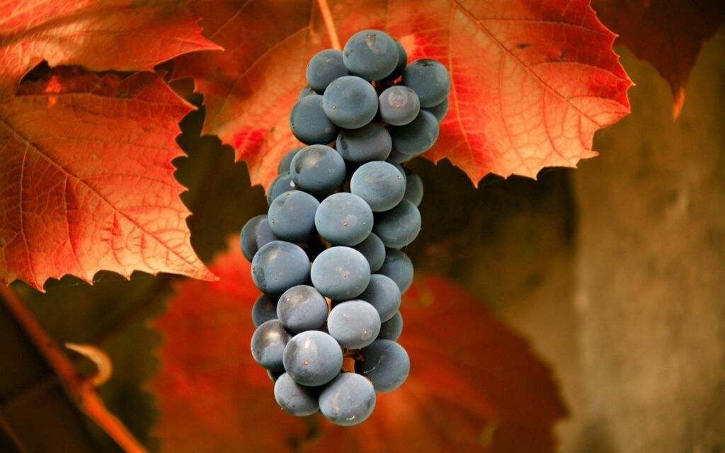 Vibrant Grape Wallpaper: Ripe Grapes & Autumn Leaves Background
