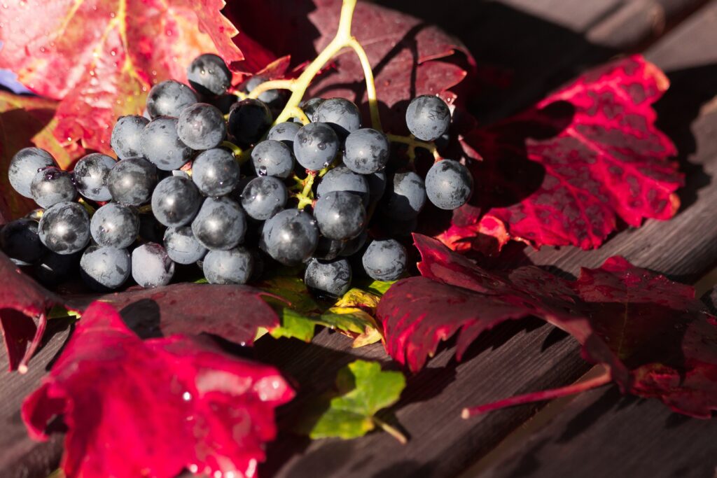 Vibrant Grape Wallpaper: Bountiful Harvest with Colorful Leaves