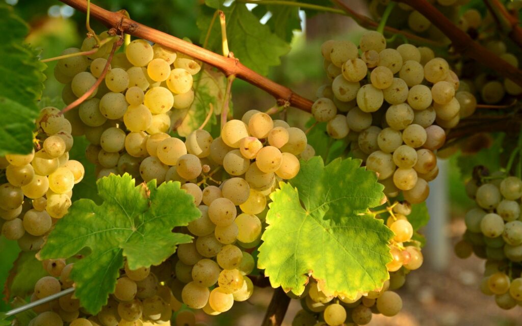 Vibrant Grape Wallpaper: Fall Harvest Beauty & Lush Green Leaves