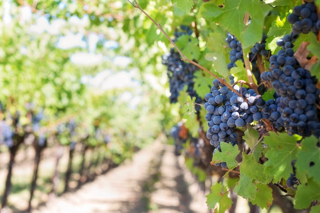 Vibrant Grape Vine Wallpaper: Ripe Grapes in Sunlit Vineyard