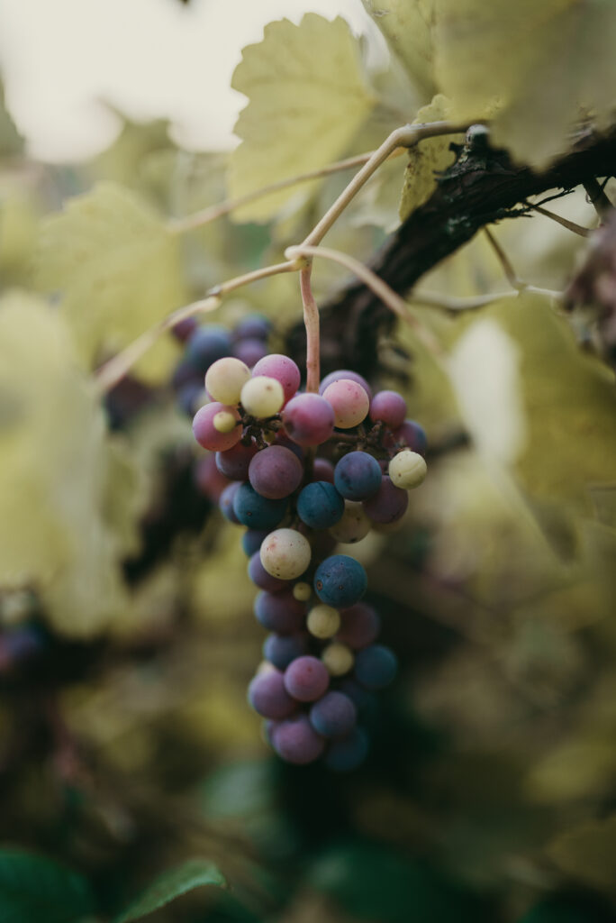 Vibrant Grapes Close-Up: Rich Colors & Texture Wallpaper Background