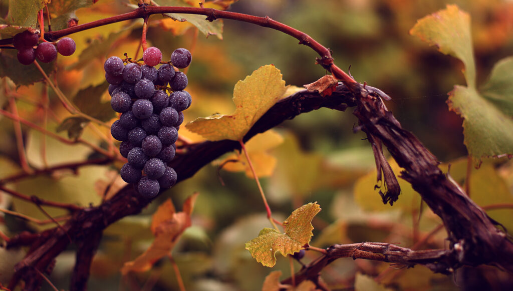 Vibrant Wallpaper of Wet Grapes & Autumn Leaves - Rustic Background