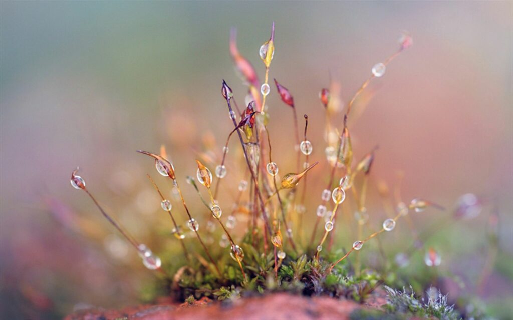 Serene Close-Up Wallpaper: Vibrant Grass & Dewy Branches Background