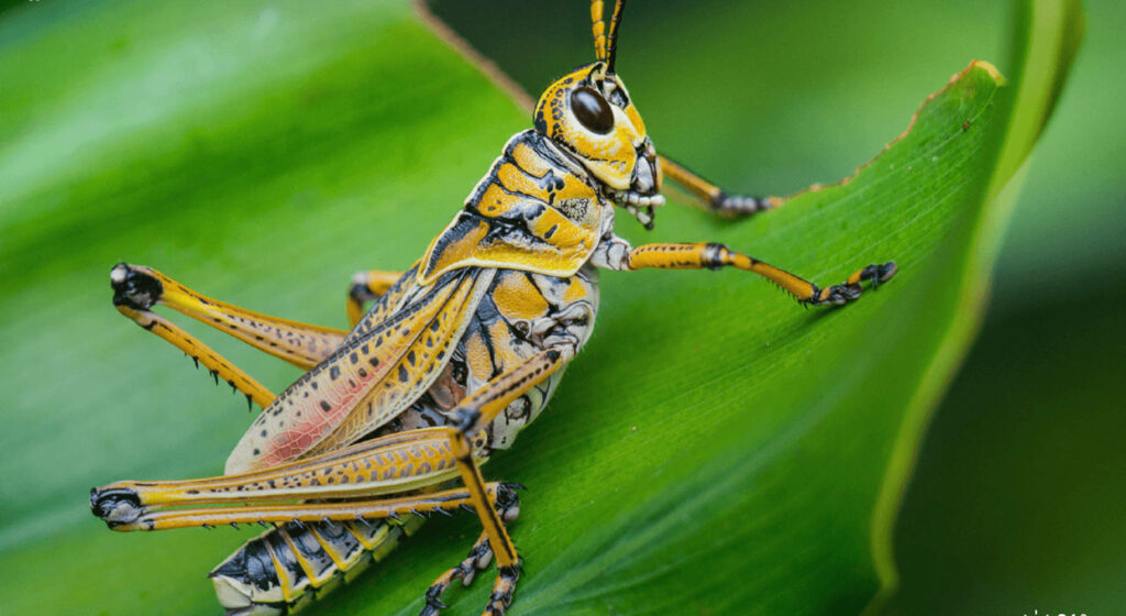 Vibrant Grasshopper on Green Leaf: A Close-Up of Nature's Details Wallpaper