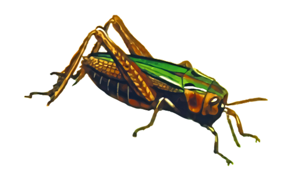 Vibrant Grasshopper Wallpaper on Black Background - Intricate Details
