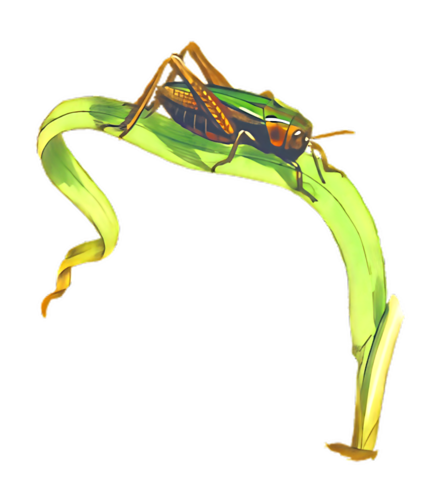 Colorful Grasshopper on Leaf - Vibrant Transparent Wallpaper