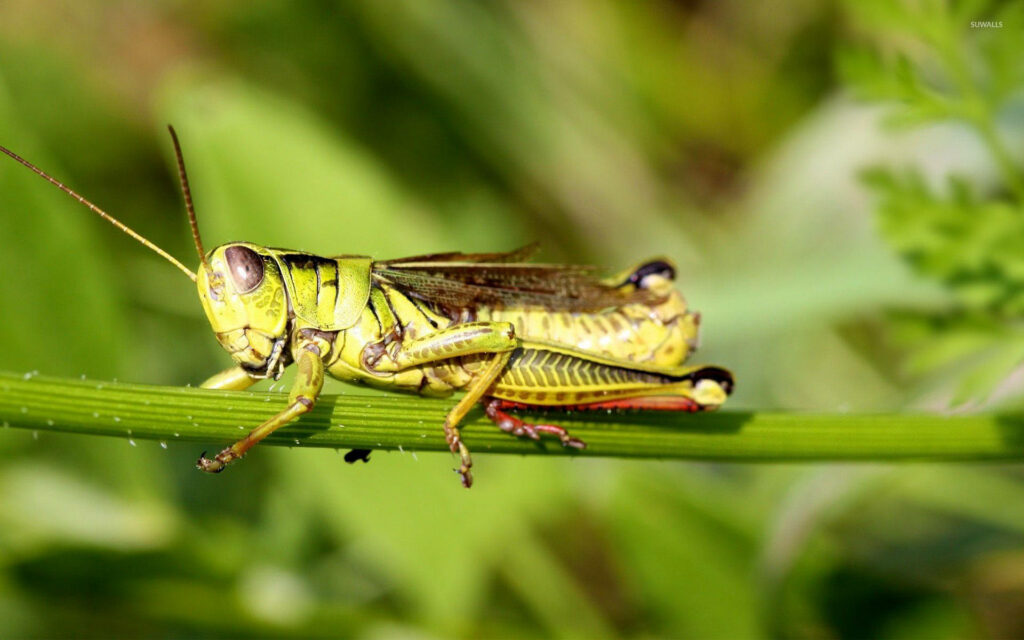 Vibrant Grasshopper on Green Stem - Nature Close-Up Wallpaper