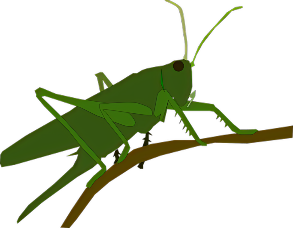 Vibrant Grasshopper Vector Illustration on Transparent Background Wallpaper