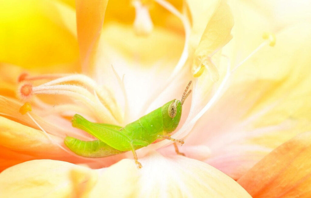 Vibrant Grasshopper on Colorful Flower: Enchanting Nature Wallpaper