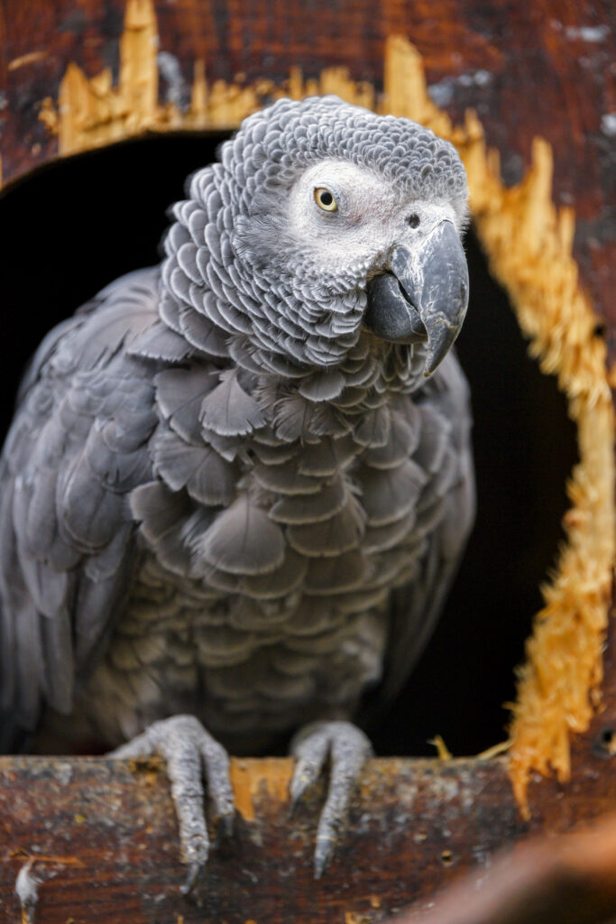 Vibrant Gray African Parrot Wallpaper in Rustic Wooden Background