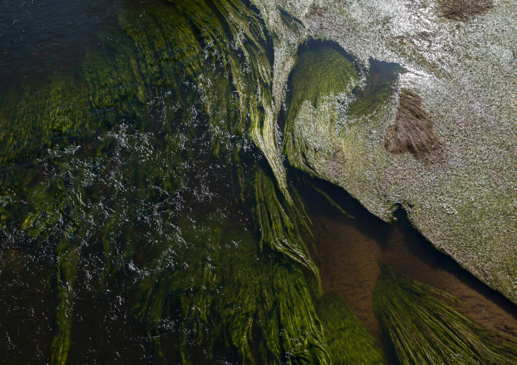Vibrant green algae swaying underwater illuminated by sunlight with gentle flowing waves wallpaper