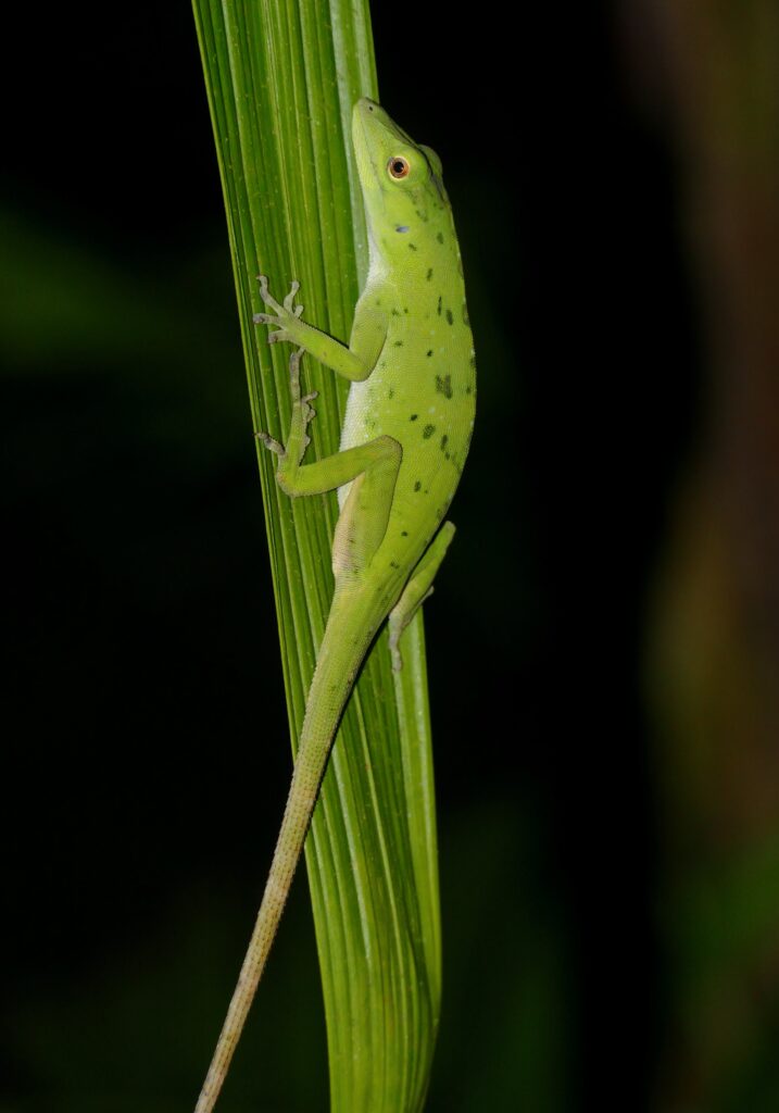 Vibrant Green Anolis Lizard on Leaf - Nature's Colorful Details Wallpaper