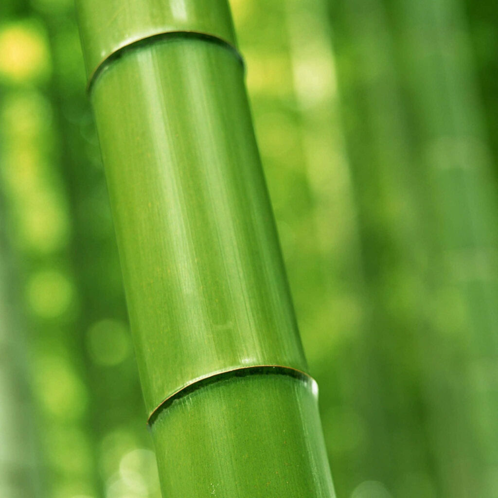 Close-up of vibrant green bamboo branch with smooth texture on soft blurred natural background Wallpaper