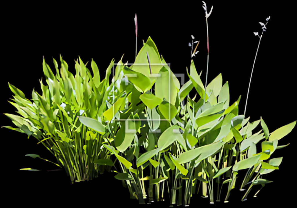 Vibrant Green Bamboo Leaves on Black Background - Serene Wallpaper