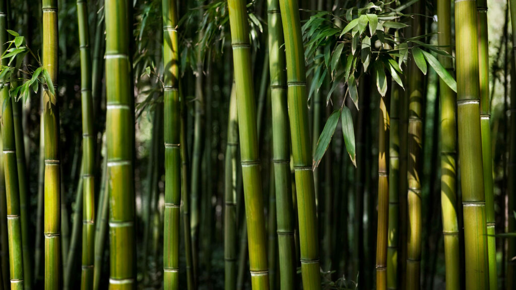 Vibrant green bamboo stalks and lush leaves creating a serene natural forest wallpaper background