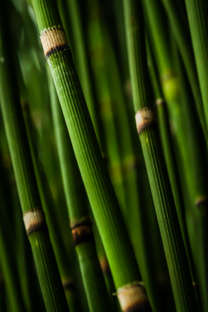 Vibrant green bamboo branches with natural textures and segmented joints wallpaper background