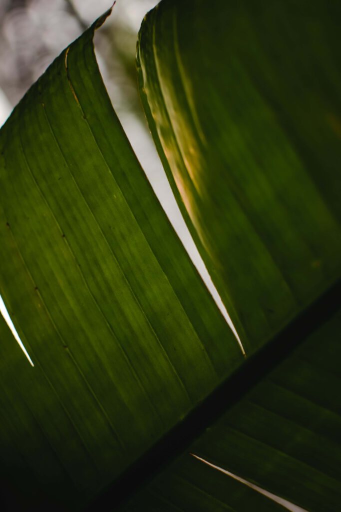Close-up vibrant green banana leaf with natural light highlighting detailed textures and veins wallpaper