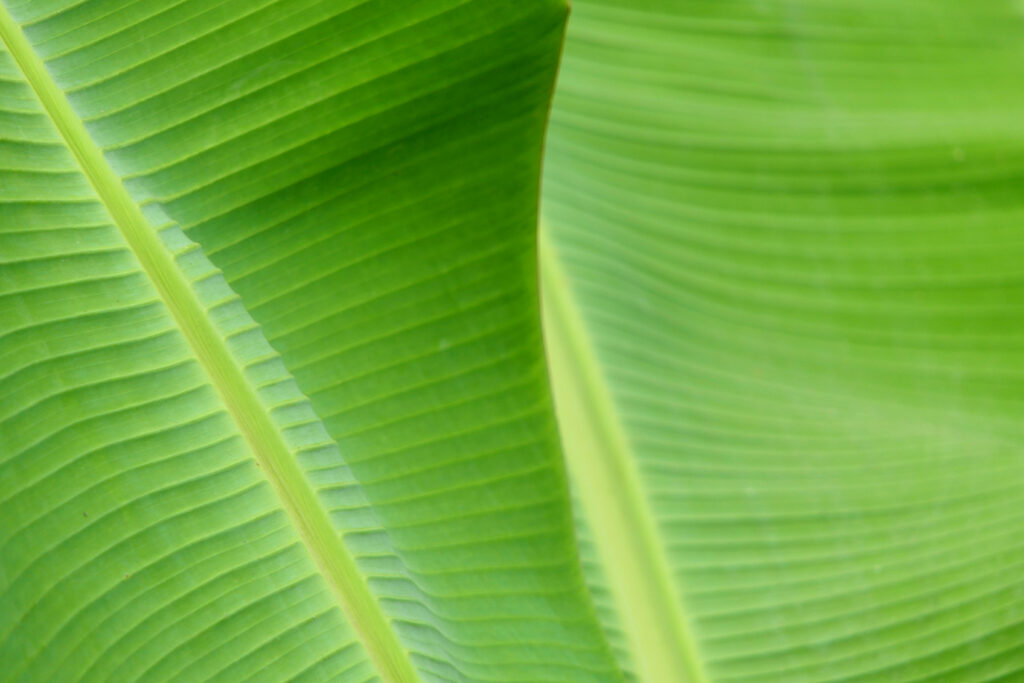 Close-up of vibrant green banana leaf texture with detailed veins tropical wallpaper background
