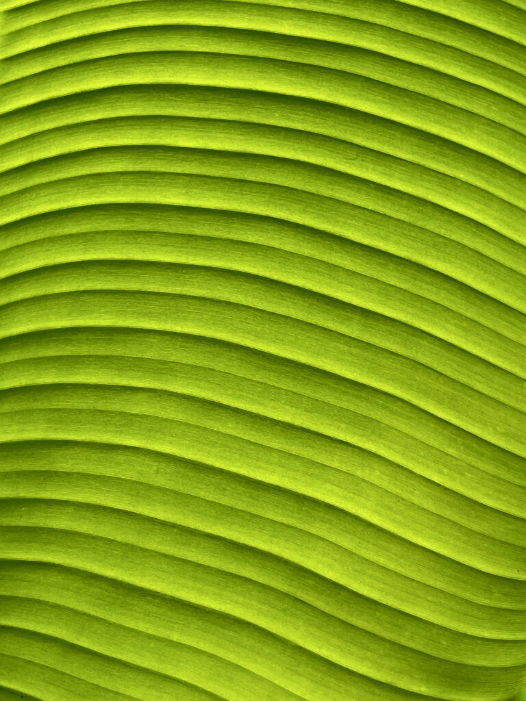 Vibrant Green Banana Leaf Macro Wallpaper Background - Textured Design