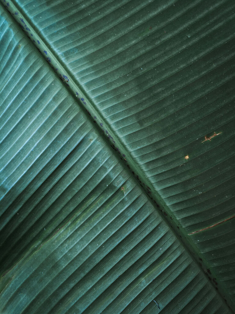 Close-up of vibrant green banana leaf showing detailed texture and tropical vein patterns wallpaper