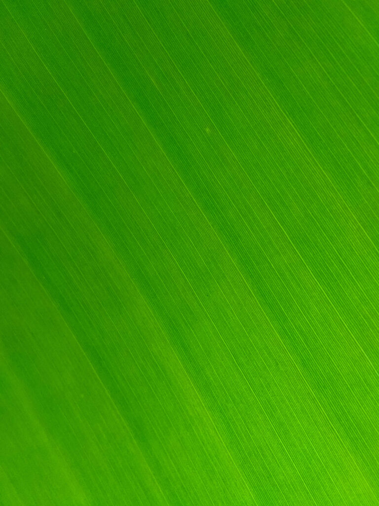 Vibrant Green Banana Leaf Wallpaper Background: Nature's Texture