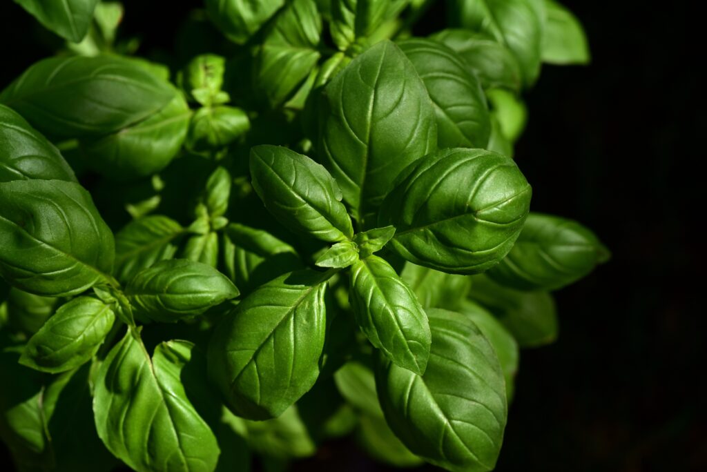 Vibrant Green Basil Leaves Wallpaper - Lush Natural Background