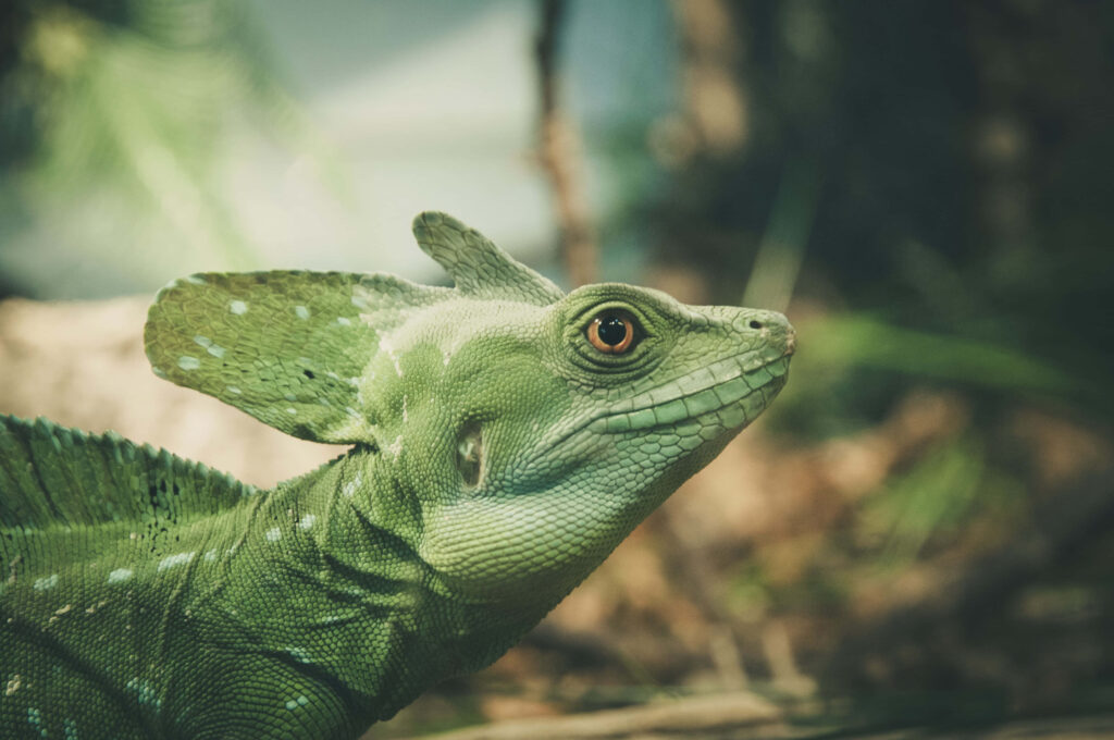 Close-up of vibrant green Basilisk Lizard with textured scales and distinctive crest wallpaper background