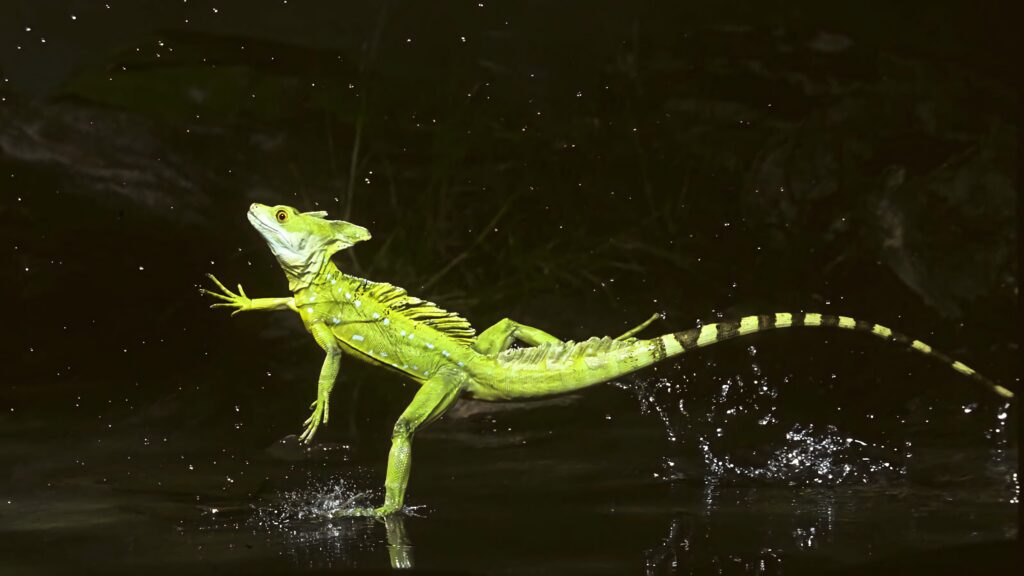Green Basilisk Lizard running on dark water surface with splashing droplets vibrant wildlife action Wallpaper