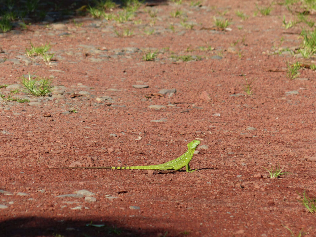Green basilisk lizard walking on sunlit reddish-brown path with grass patches wallpaper background