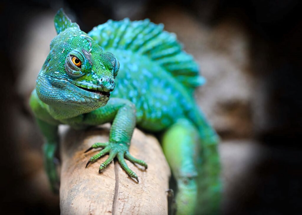 Vibrant green basilisk lizard on branch showing textured scales and unique crest wallpaper background