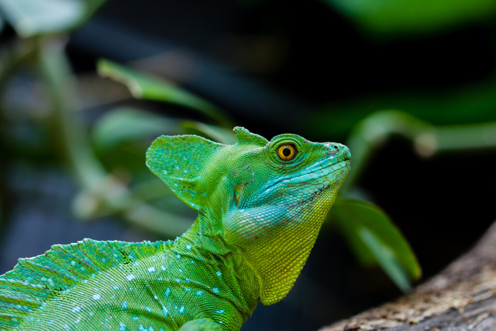 Vibrant Basilisk Lizard Close-Up Wallpaper with Blurred Foliage