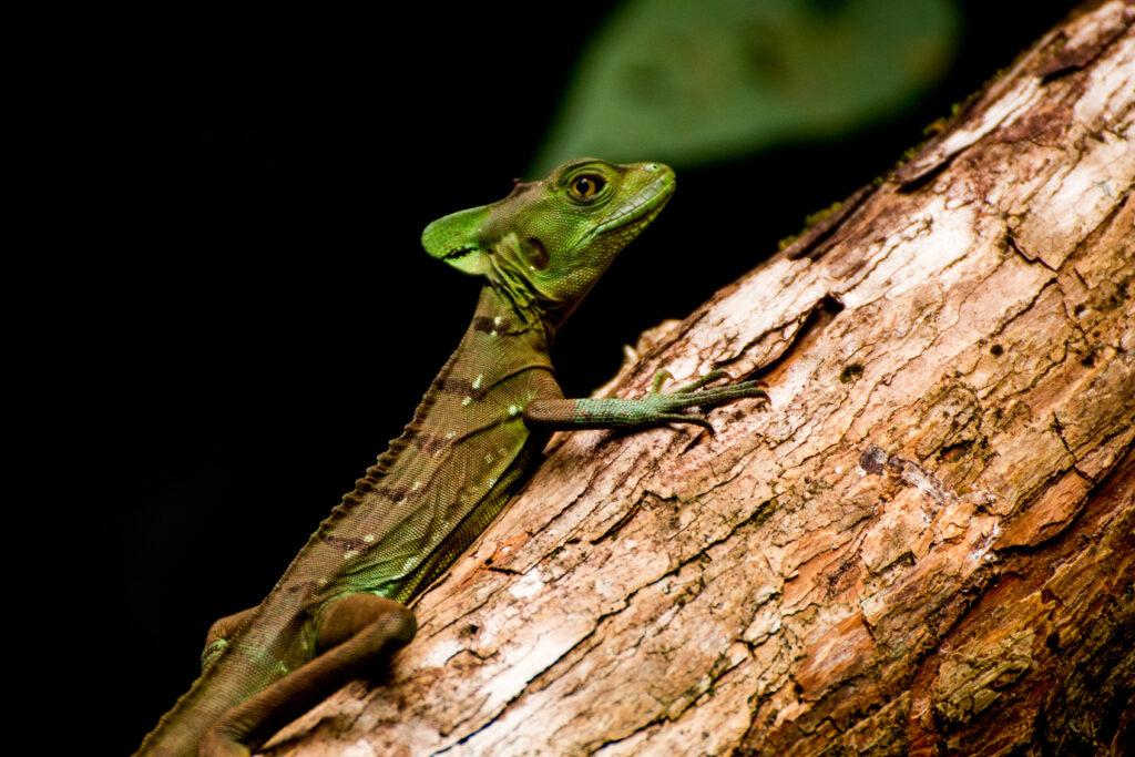 Vibrant Basilisk Lizard on Tree Branch - Nature Close-Up Wallpaper