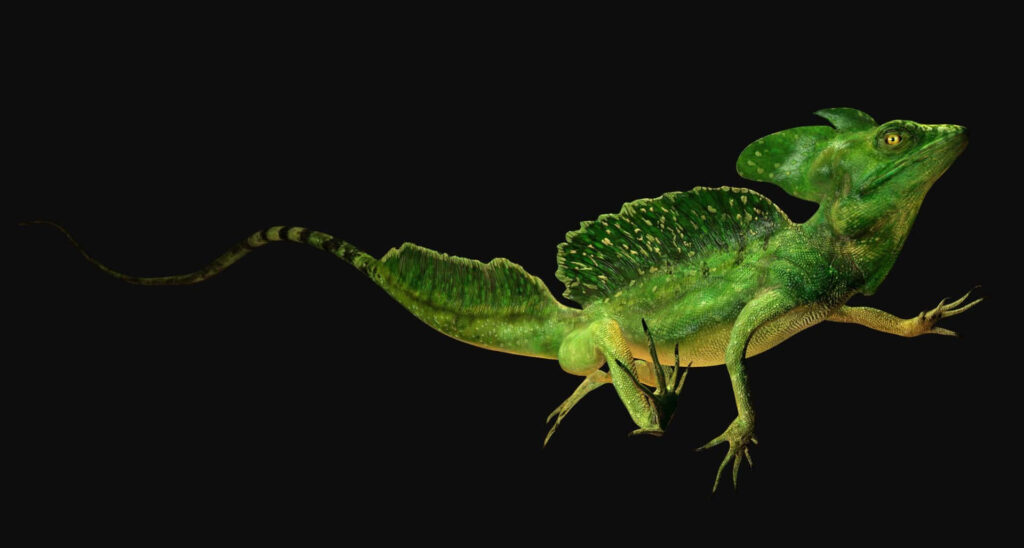 Vibrant green basilisk lizard with unique crest on black background detailed wallpaper image