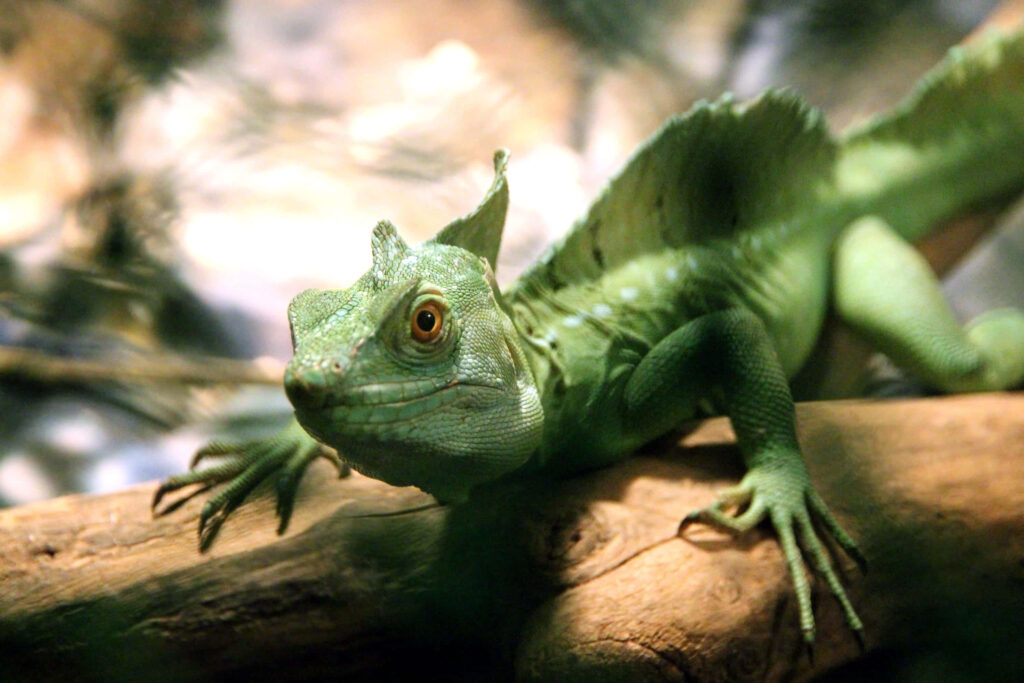 Vibrant green basilisk lizard with textured scales and crest resting on branch in natural light Wallpaper