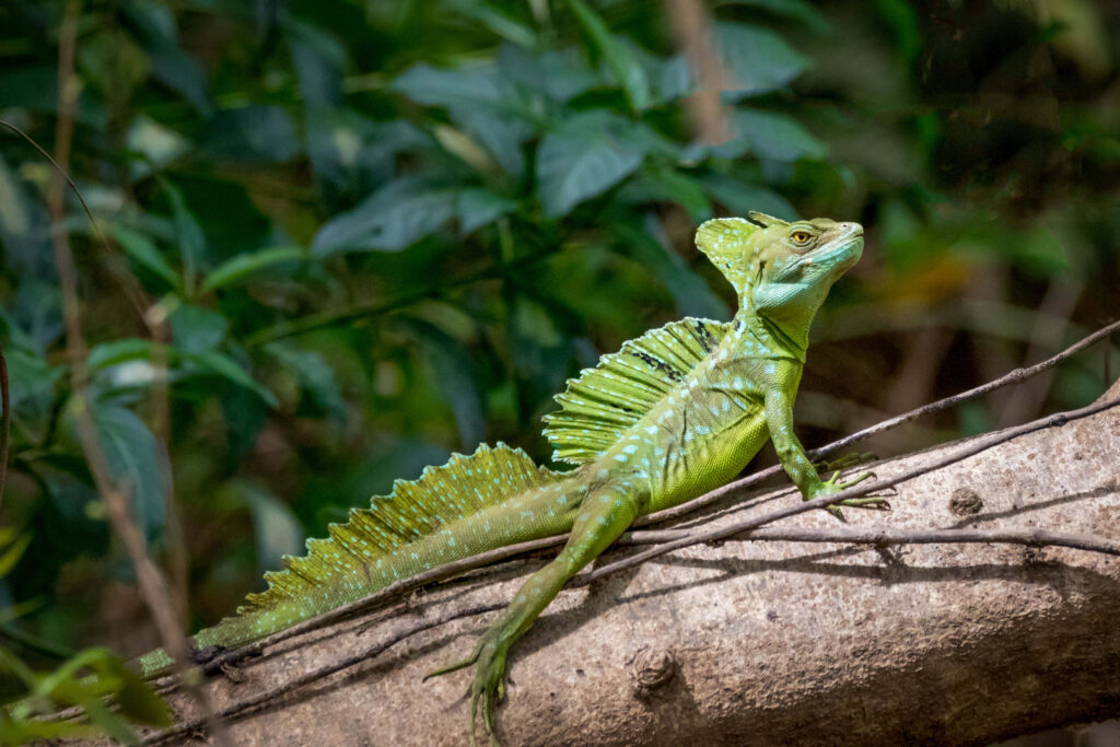 Green Basilisk lizard resting on tree branch with vibrant scales and lush tropical foliage background Wallpaper