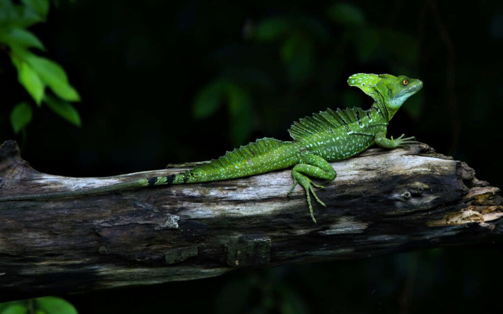 Vibrant green basilisk lizard resting on weathered log in lush tropical forest background wallpaper