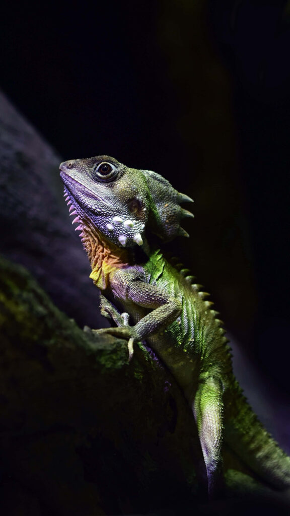 Basilisk lizard with vibrant green scales and unique head crest against dark natural background Wallpaper