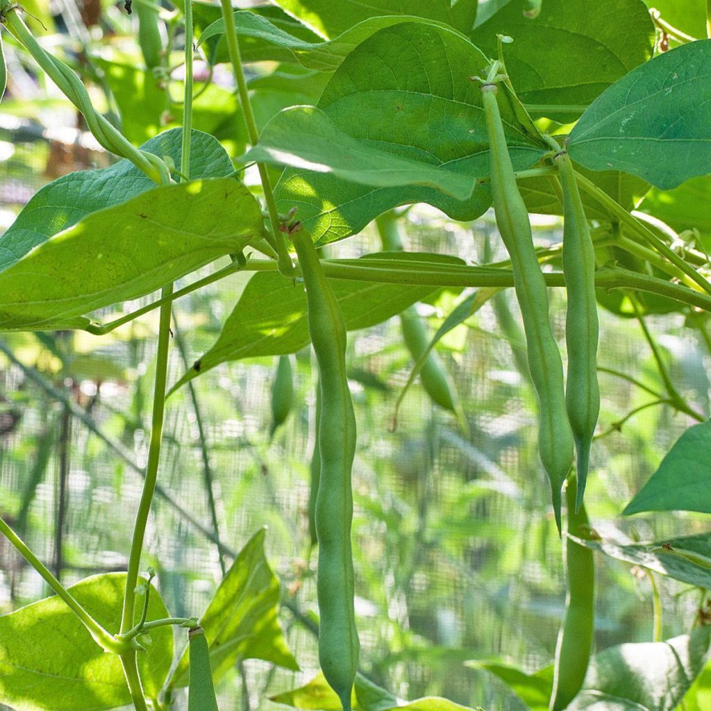 Close-up of vibrant green bean vine with fresh pods and lush leaves in natural sunlight wallpaper